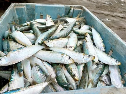 Ít ai biết đây là 2 loại cá quen mặt, bán đầy ở chợ Việt, giá vài chục nghìn/kg, được đánh giá "tốt nhất thế giới"