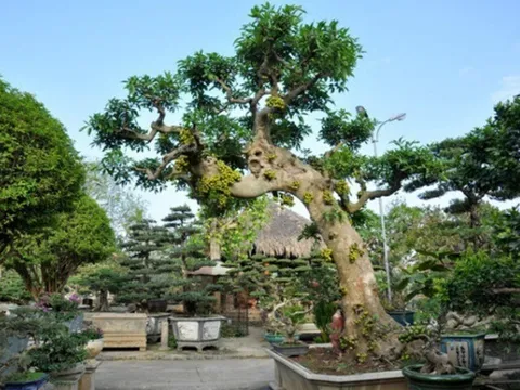Cây ăn quả quen thuộc ở quê lên chậu thành bonsai đẹp lạ, được săn lùng vì ý nghĩa phong thủy, có cây giá 10 tỷ đồng