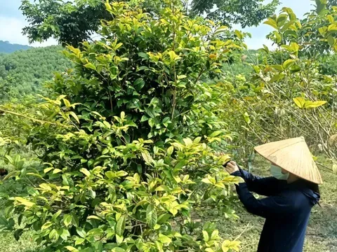 Nghề lạ ở Việt Nam: Loài hoa nở theo mùa trước chẳng ai ngó ngàng nay thành đặc sản tiền triệu, giúp người dân làm giàu