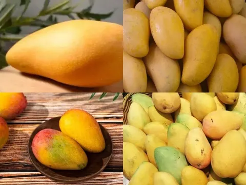 Trắc nghiệm tâm lý: Trong 4 quả xoài này, bạn thấy quả nào chín ngọt nhất?