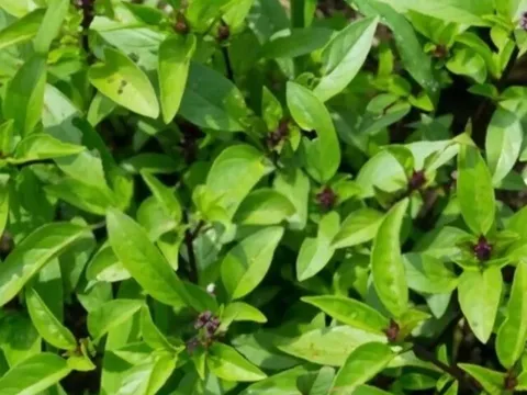 Cây dại mọc bờ rào xưa không ai ngó ngàng nay thành đặc sản khoái khẩu, trồng 2 tháng cho thu hoạch, 90.000 đồng/kg