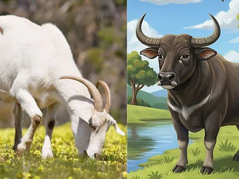 3 con giáp sống điềm đạm nên đường đời ít sóng gió, càng về sau càng vững vàng