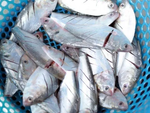 Cá ‘bình dân’ bán đầy chợ Việt được Mỹ đánh giá tốt nhất thế giới: Ăn đúng cách giảm đột quỵ, bổ tim