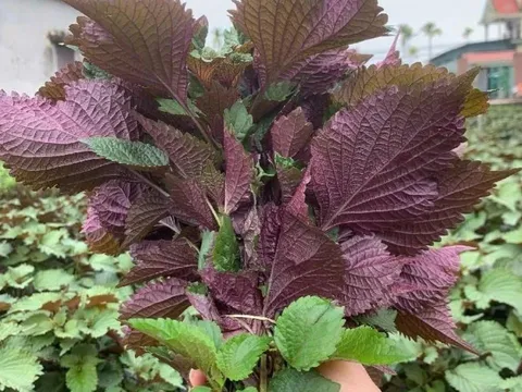 Lá tía tô rất tốt nhưng có 3 nhóm người không nên ăn