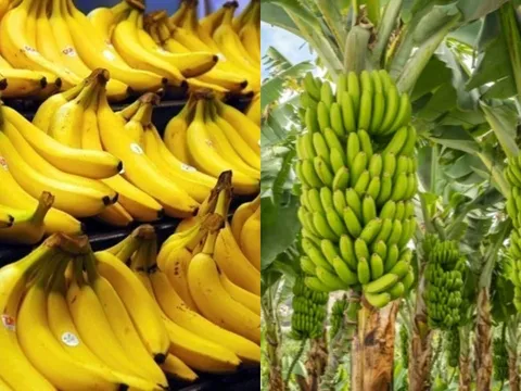 Loại quả quen thuộc ở Việt Nam được chuyên gia Mỹ đánh giá cao: Hỗ trợ ngủ ngon, sản lượng hàng triệu tấn