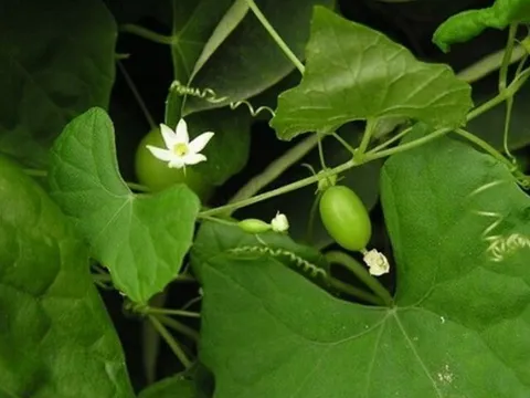 Loại quả xưa không ai ngó ngàng, nay thành đặc sản có hương vị đặc biệt, dân thành phố "săn lùng" khắp nơi