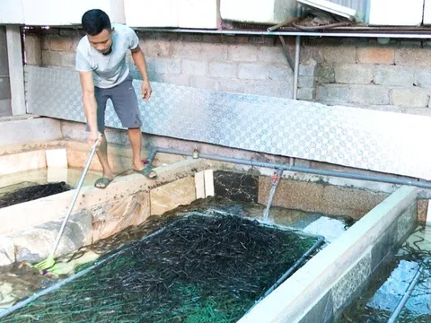 Nuôi con không chân, xưa phải lặn ngụp dưới bùn thu hoạch, nay “lên đời” thả trong bể xi măng, nông dân thu lãi hậu hĩnh