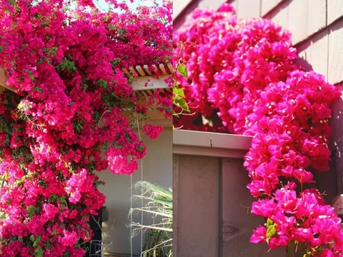 3 loại nước tưới giúp hoa giấy nở rực rỡ quanh năm