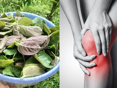 Cách dùng lá mơ lông giảm đau xương khớp