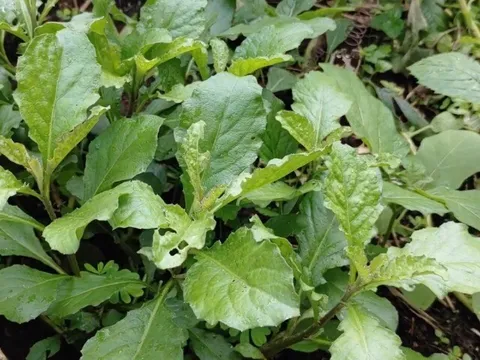 Cây dại có vị đắng nay thành đặc sản được ưa chuộng 60.000 đồng/kg, hái bán quanh năm