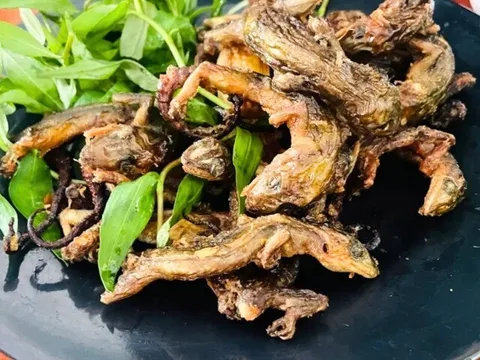 “Lộc trời” ở núi Bà Đen bò ra từ trong hang đá, dân bắt về phơi khô thành đặc sản, giá 1,5 triệu đồng/kg vẫn khó mua