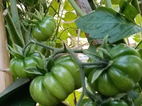 Loại quả "tốt nhất thế giới" chỉ có ở Sơn La, trồng 3 tháng cho thu hoạch, thành đặc sản tốt cho sức khoẻ