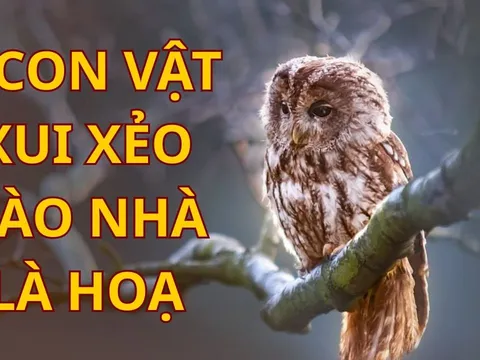 4 con vật xui xẻo bước vào nhà bạn nên hóa giải kẻo hao tài