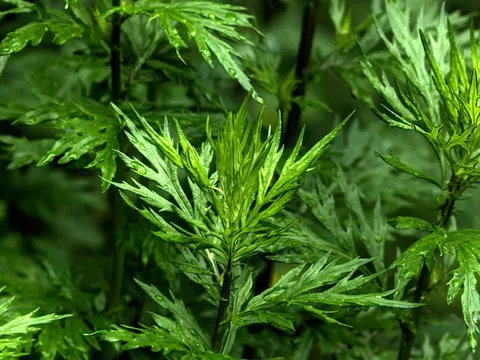 5 loại cây trấn trạch, vừa thu hút phú quý, vừa là thuốc quý như sâm