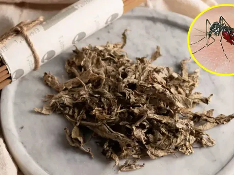 Đặt nắm lá này trong phòng, muỗi chạy sạch, nhà lúc nào cũng thơm tho