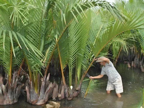 Thứ cây mọc dại dầm mình dưới nước giúp nông dân đổi đời, trồng một lần thu hoạch 10 năm, từ lá đến quả đều kiếm ra tiền