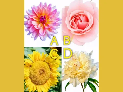 Trắc nghiệm tâm lý: Hậu vận bạn sẽ giàu có nhất ở điều gì?