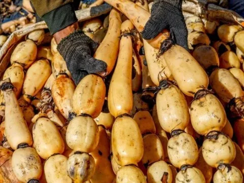 Loại củ giá chỉ 30.000 đồng/kg, được ví là “nhân sâm dưới nước” bán đầy ngoài chợ, nấu món nào cũng ngon