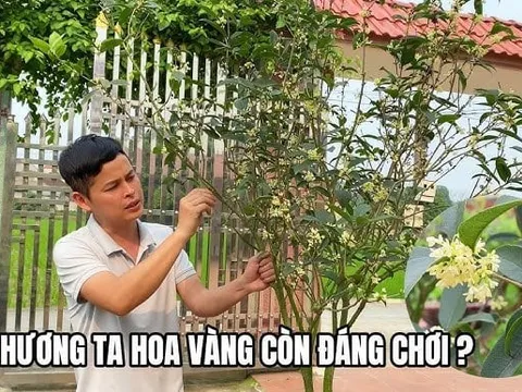 Loại cây hợp cả 5 mệnh, trồng nhà nào nhà đấy lộc về đều tay