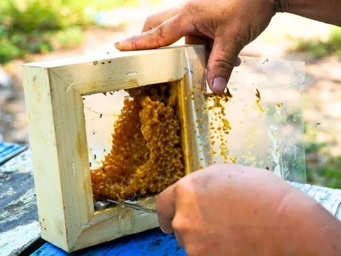 Nuôi loài vật chăm chỉ nhất nhì thế giới, cứ 6 tháng cho thu hoạch thành phẩm, người nông dân vươn lên làm giàu