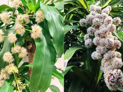 3 loại cây trồng trước nhà giúp trấn trạch, hút tài lộc, tăng vượng khí