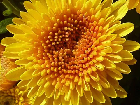 Trồng 5 loại cây vượng khí trước mộ tổ tiên: Đẹp mắt, mang lại may mắn