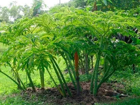 Cây dại ở bờ mương xưa ít người biết, nay thành đặc sản khoái khẩu có hương vị đặc biệt, dân thành phố thích mê