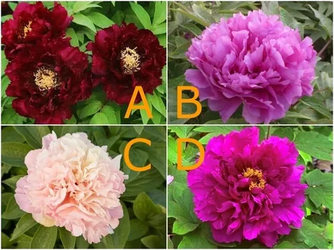 Trắc nghiệm: Người anh ấy yêu nhất có phải là bạn? Hãy chọn một bông hoa mẫu đơn để biết đáp án