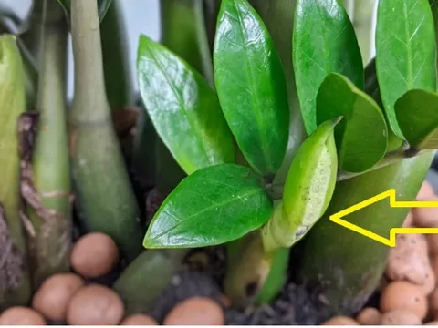 Thêm thứ này vào gốc cây Kim Tiền chồi non mọc ra tua tủa, xanh mướt