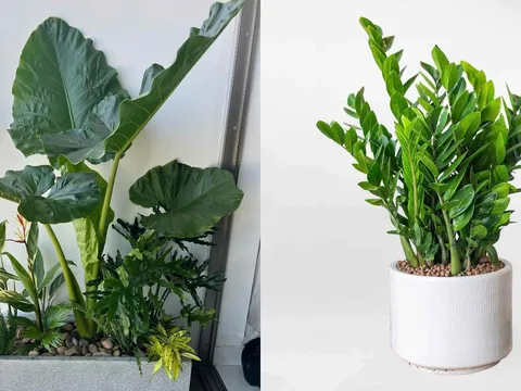 Trồng 5 loại cây này 2026, đến 2027 đón tài lộc dồi dào: Dễ chăm, hút may mắn, tiền bạc tự tìm đến