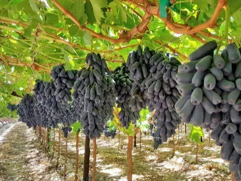 Trồng loại nho hình thù kỳ lạ như ngón tay, là đặc sản được du khách mê tít, người dân vươn lên làm giàu