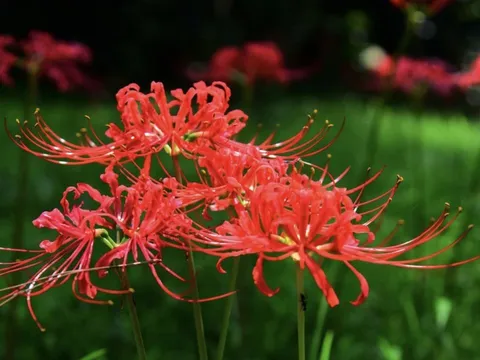 5 loại hoa Thần Tài 'cực ghét', trồng trong nhà gây hao tài, khó Kiếm Tiền