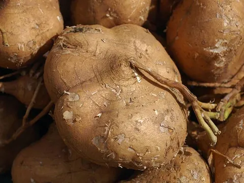 5 người không nên ăn củ đậu