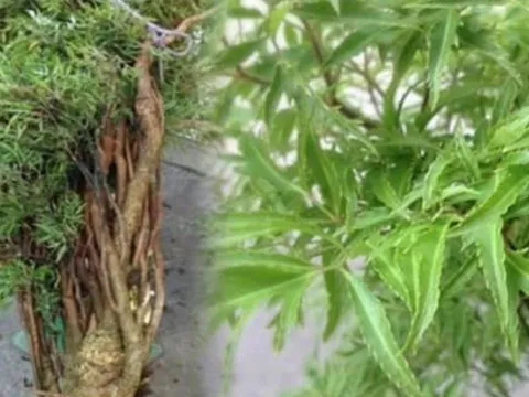 Cây đinh lăng được ví như “thần giữ của”: Vị trí trồng chuẩn phong thủy giúp hút tài lộc, may mắn