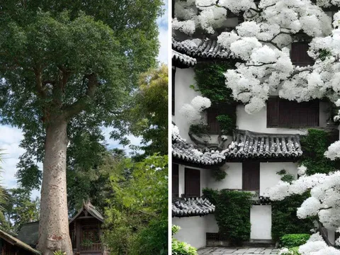 Người xưa dặn: 3 loại cây “quý hơn vàng”, trồng một lần hưởng lợi nhiều đời, phúc khí dồi dào có tiền khó mua