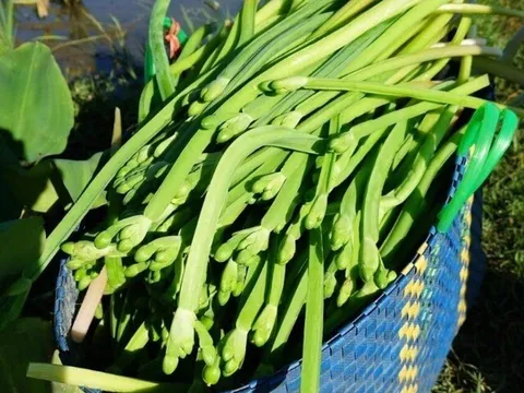 Loại rau dại giá 100.000 đồng/kg xưa không ai ăn, bỗng chốc được dân thành phố “săn lùng” vì ngon và sạch
