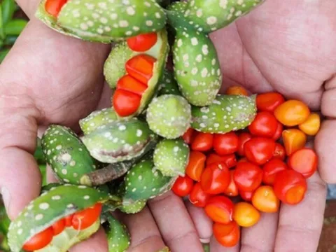 Loại quả xưa rụng đầy không ai nhặt, nay là đặc sản chị em lùng tìm, giá lên đến 3 triệu/kg vẫn đắt khách