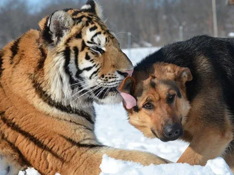 Càng khó càng bật: 3 tuổi gặp nghịch cảnh lại bứt phá mạnh mẽ, vận trình đảo chiều bất ngờ