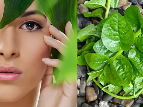 Rau mồng tơi – “bí quyết xanh” giúp làm sáng da, se khít lỗ chân lông và ngăn ngừa lão hóa