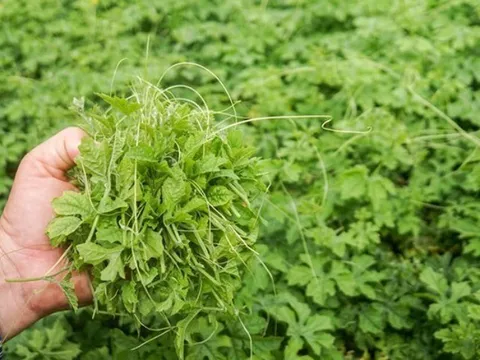 Cây dại mọc bờ rào có vị đắng ngắt, xưa không ai ngó ngàng nay thành đặc sản, trồng 45 ngày cho thu hoạch