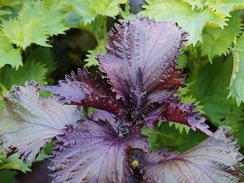 3 kiểu người không được ăn lá tía tô bừa bãi