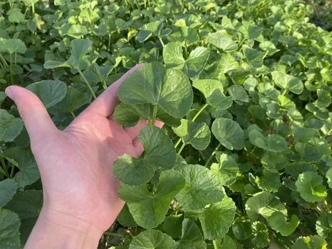 Nghề lạ ở Việt Nam: Trồng loại rau mọc dại bờ mương, người nông dân bỏ túi gần trăm triệu đồng/tháng, mở ra hướng đi mới