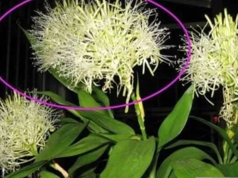 Cây trồng trong nhà xuất hiện những dấu hiệu này: Điềm báo phát tài, tài lộc và phú quý sắp gõ cửa