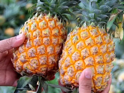 Mẹo chọn dứa chín tự nhiên, nhiều nước, ngọt lịm