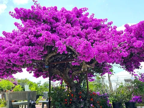 Mẹo làm hoa giấy nở hoa chỉ sau 10 ngày