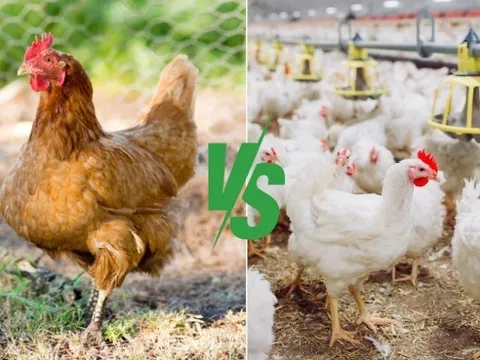 Thịt gà ta và gà công nghiệp loại nào tốt hơn? Đáp án sau đây khiến nhiều người bất ngờ