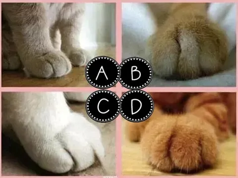 Trắc nghiệm tâm lý: Bàn chân mèo nào đáng yêu nhất?