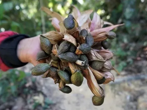 “Lộc trời” 4 năm mới có một lần, được coi như đặc sản thành phố, càng hè càng đắt khách dù giá đắt đỏ