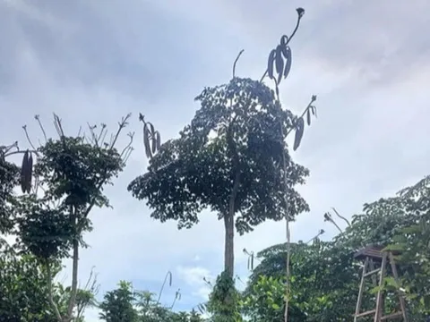 Loại quả có vị đắng xưa "người nghèo" ăn đến chán ngán, nay thành đặc sản mùa hè, trồng một lần hái bán nhiều năm