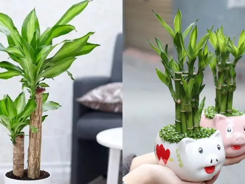 Nhà giàu thường trưng 3 loại cây này để hút tài lộc: Người nghèo đặt đúng cách cũng có cơ hội 'đổi vận'